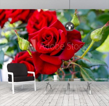 Picture of Large bush of red roses on a background of nature